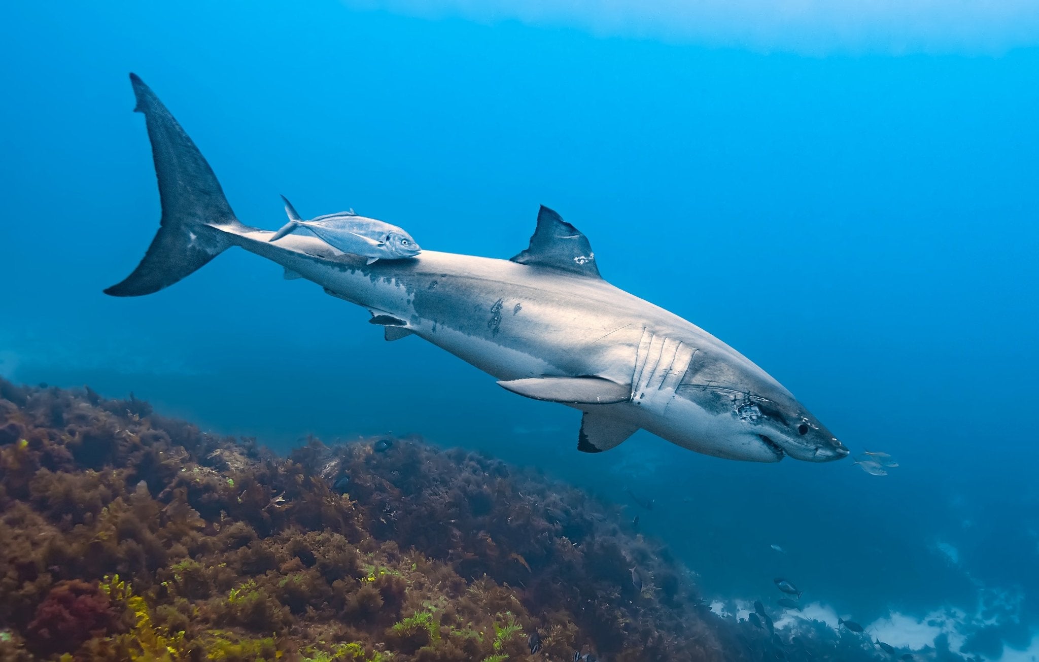 Great white sharks at the Neptune Islands.