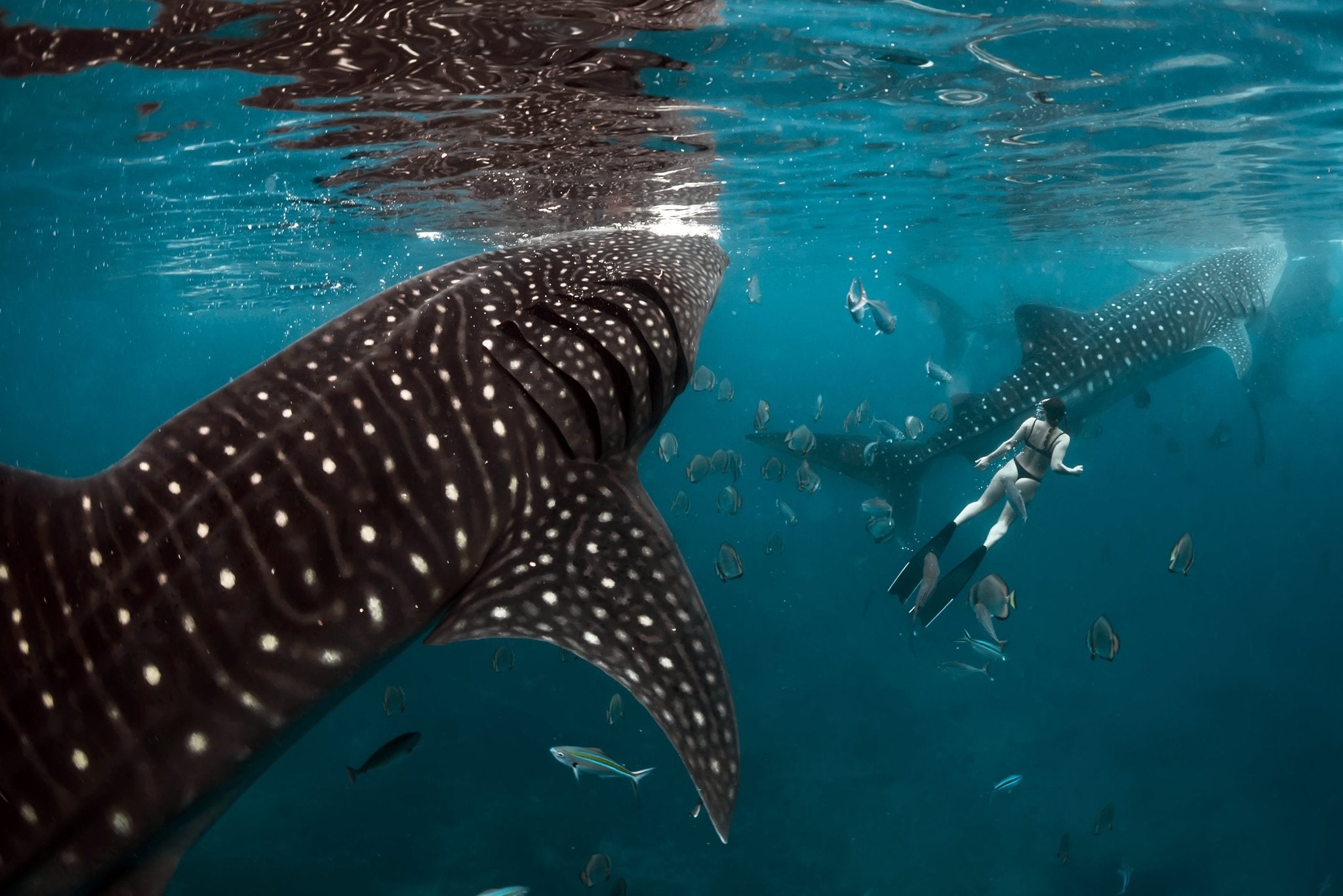 A whale shark near the surface in the Philippines.